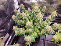 20220703_112403-A.jpg
