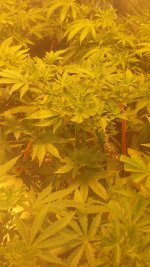 20170411_190422.jpg
