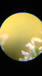 photo16249.png
