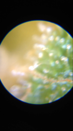 photo16250.png