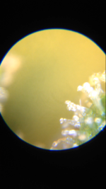 photo16252.png