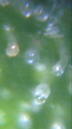 IMG_5686.PNG