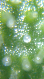 IMG_5687.PNG