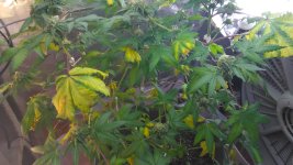 IMG_20170412_063439.jpg