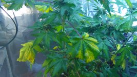 IMG_20170412_063402.jpg