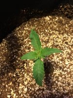 photo16373.jpg