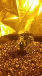 20170413_222110-1494x2656.jpg