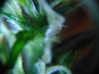 IMG_20170415_115449.jpg