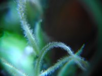 IMG_20170415_115504.jpg