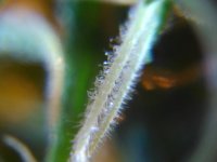 IMG_20170415_134556.jpg