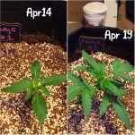 photo17117.jpg