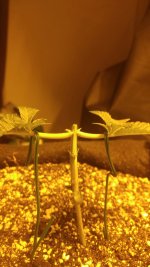 20170418_224757-1494x2656.jpg