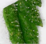 sugar leaf.jpg