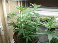 IMG_20220709_080542.jpg