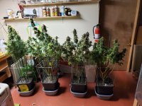 Harvest2.jpg