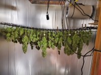 Harvest4 (2).jpg