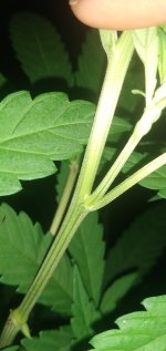 IMG_20220723_023906736.jpg