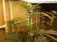 IMG_20220730_122547.jpg