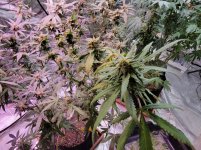 unknown bad leaf 3.jpg