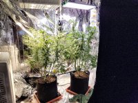 unknown both plants with lights.jpg