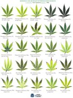 leafdefien.jpg
