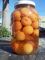 Apricot vodka.jpg