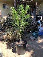Acapulco Gold, skinny.jpg
