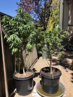 Juicy Fruit and Acapulco Gold.jpg