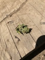 Oopsy buds.jpg