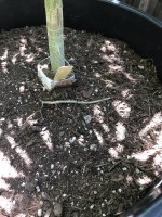Roots.jpg