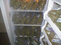 Bags of pot in fridge.jpg
