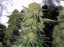 cannabis-bud-looks-ready-harvest-sm.jpg