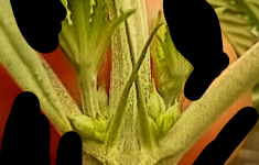 photo158475.png