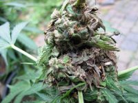 bud-rot-damage-sm.jpg