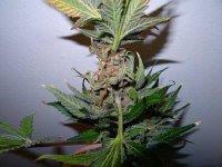 marijuana-bud-rot-see-mold-when-you-look-closer-sm.jpg