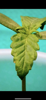 photo158553.png