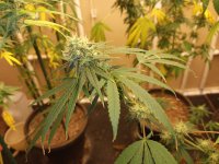 IMG_20221009_084844.jpg