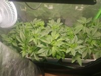 photo158781.jpg
