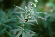 Bee on Cannabis - JPG.jpg