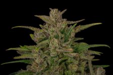 Trizzler%232BlueRibbonReceiver2+%281%29.jpg?format=1000w.jpg
