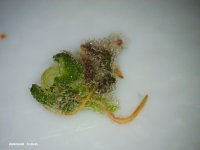 PICT0018.jpg