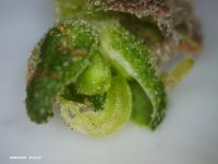 PICT0020.jpg