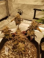 Zkittlez.jpg