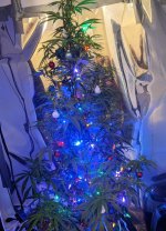 xmastree (2).jpg