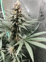 2804EAFC-ECE0-4AE8-9FC9-360857A8BC40.jpg