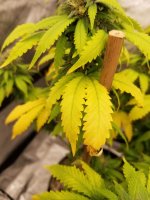 Yellowing2.jpg