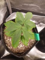 SlowGrowth - Copy.jpg