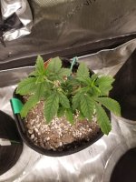 SlowGrowth2 - Copy.jpg