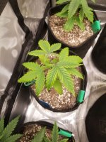 SlowGrowth4 - Copy.jpg