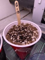 IMG_7310.jpg IMG_7310.jpg